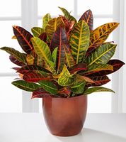 Warm Impressions Croton Plant Warm Impressions Croton Plant
