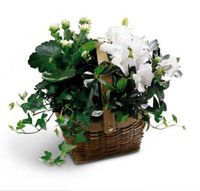 White Assortment Basket 