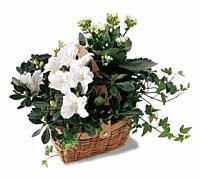 White Assortment Plants