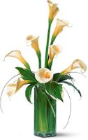 White Callas White Callas