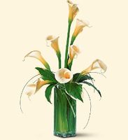 White Callas Arrangements White Callas Arrangements