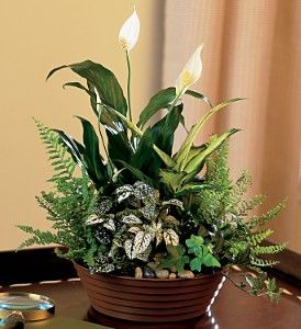 White Dish Garden