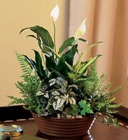 White Dish Garden