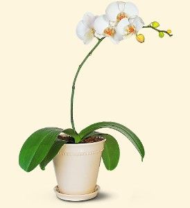 White Phalaenopsis 