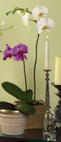White Phalaenopsis Orchid