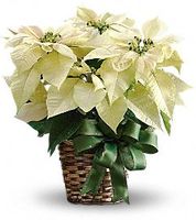 White Poinsettia