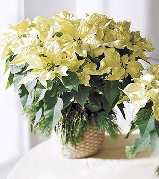 White Poinsettia Basket (Lg)