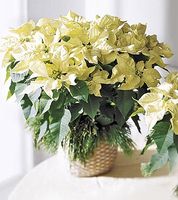 White Poinsettia Basket (Lg)