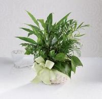Woodland Greens Plants Basket Sympathy