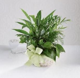 Woodland Greens Plants Basket Sympathy