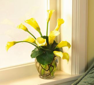Yellow Callas