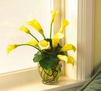 Yellow Callas