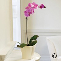 Zen Flowers 