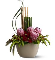 Zen Protea Zen Protea
