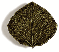 Aspen Leaf Cabinet Knob/Pull (Small)