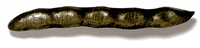 Bean Pod Cabinet Pull