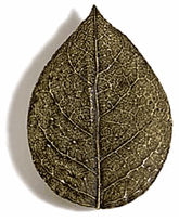 Bishop's Cap Leaf Cabinet Knob/Pull