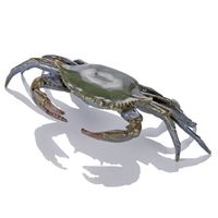 "Corbett" Crab Metal Art Sculpture