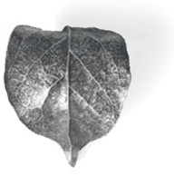 Lilac Leaf Cabinet Finger Pull