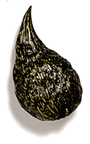 Milkweed Pewter Cabinet Knob