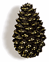 Mini Pinecone Cabinet Knob/Pull