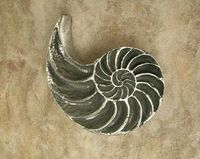 Nautilus Open Shell Pewter Cabinet Knob/Pull (CW Curve)