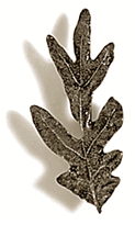 Oak Leaf Cabinet Knob/Pull (Small)
