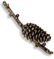 Pinecone Branch Cabinet Knob/Pull