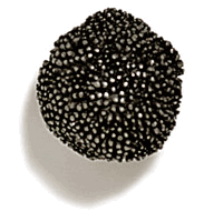 Seed Pod Pewter Cabinet Knob