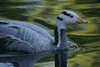 Bar Headed Goose 