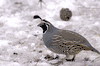 California Quail