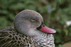 Cape Teal