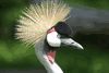 East African Crown Crane 