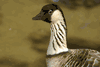 Nene Goose 