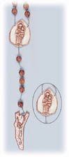 Wall Rosary ( 60 inches )" itemprop="image