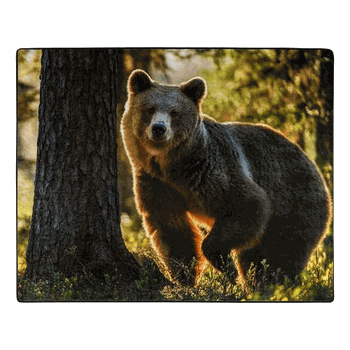 American Wilderness Collection Morning Stroll Wilderness Raschel Throw Blanket 50x60 Inches