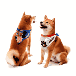 Auburn Tigers Home and Away Pet Bandana Set Large