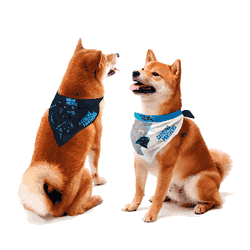 Carolina Panthers Home and Away Pet Bandana Set Small