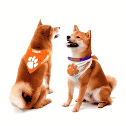 Clemson Tigers Home and Away Pet Bandana Set Medium