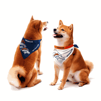 Denver Broncos Home and Away Pet Bandana Set Large