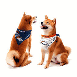 Denver Broncos Home and Away Pet Bandana Set Medium