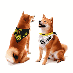 Iowa Hawkeyes Home and Away Pet Bandana Set Small