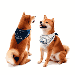 Seattle Seahawks Home and Away Pet Bandana Set Medium