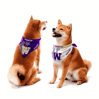 Washington Huskies Home and Away Pet Bandana Set Medium
