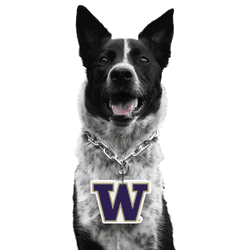 Washington Huskies Pet Fan Chain