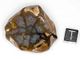 Australian Amulett Stone, Australischer Amulettstein Australian Amulett Stone, Australischer Amulettstein