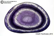 Carved fluorite cups (Fluoritschalen)