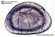 Carved fluorite cups (Fluoritschalen)