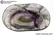 carved fluorite cups (Fluoritschalen)