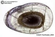 carved fluorite cups (Fluoritschalen)